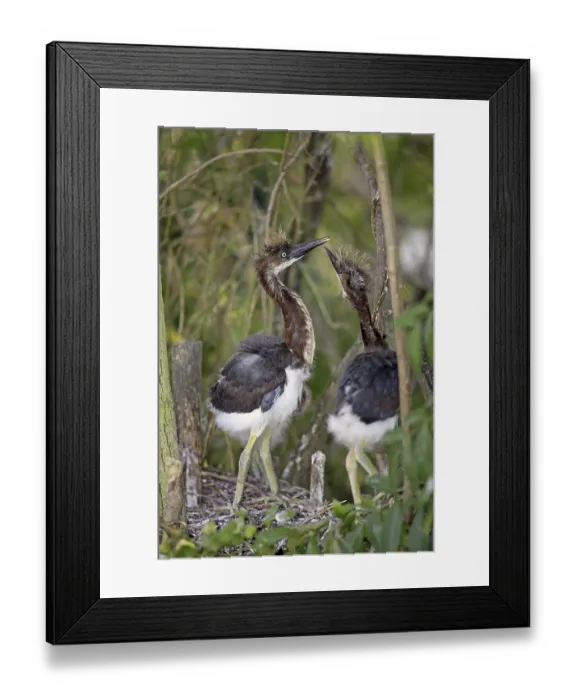 Framed Print : Tricoloured Heron (Egretta tricolor)