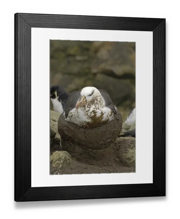 Framed Print : Black-browed Albatross (Diomedea melanophris)