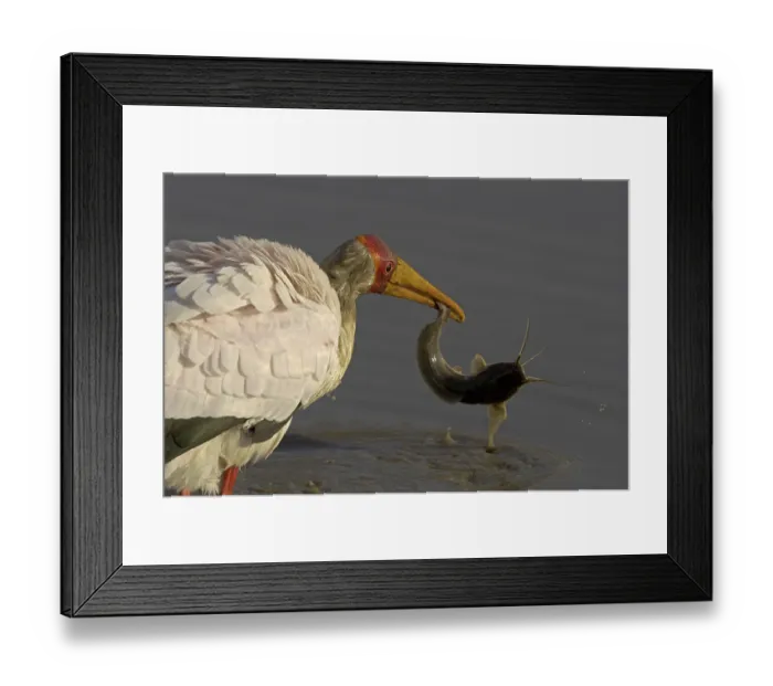 Framed Print : Yellow-billed Stork (Mycteria ibis)