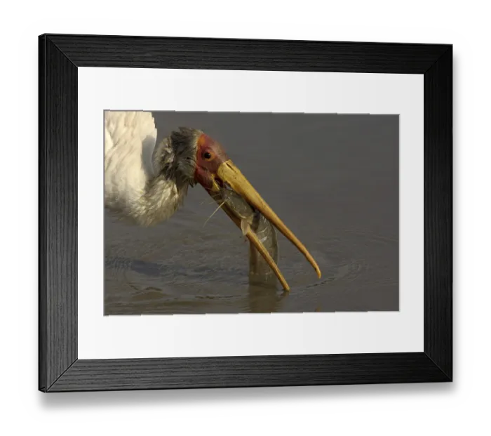 Framed Print : Yellow-billed Stork (Mycteria ibis)