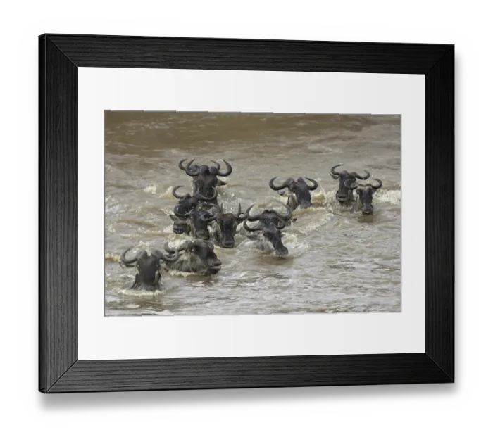 Framed Print : Blue Wildebeest (Connochaetes taurinus)