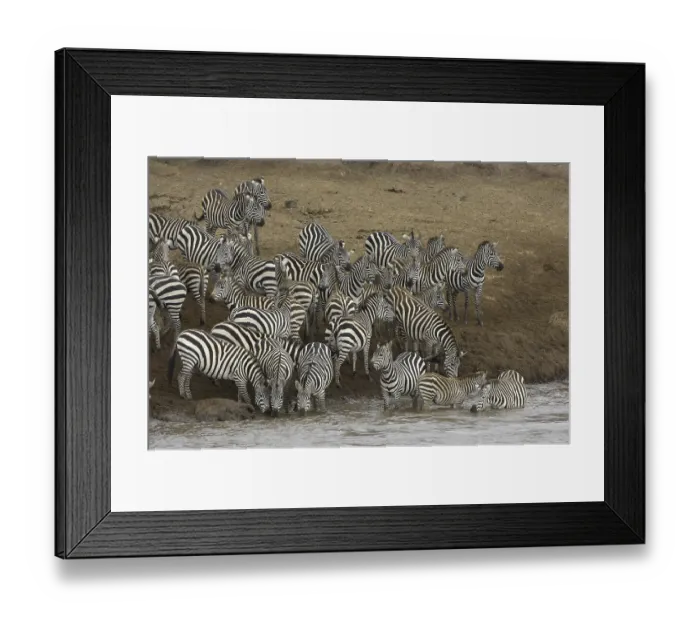 Framed Print : Common Zebra (Equus quagga), herd Framed Print : Common Zebra (Equus quagga), herd