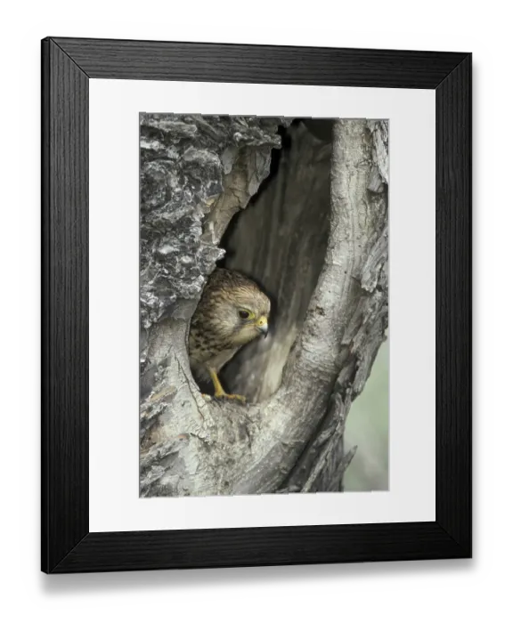 Framed Print : Common Kestrel (Falco tinnunculus)