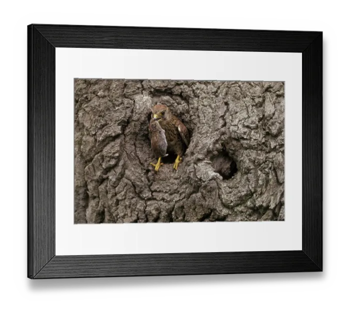Framed Print : Common Kestrel (Falico tinnunulus)