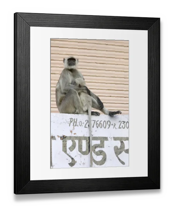 Framed Print : Northern Plains Gray Langur (Semnopithecus entellus) Framed Print : Northern Plains Gray Langur (Semnopithecus entellus)