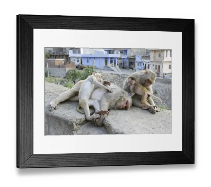Framed Print : Rhesus Macaque or Rhesus Monkey (Macaca mulatta)