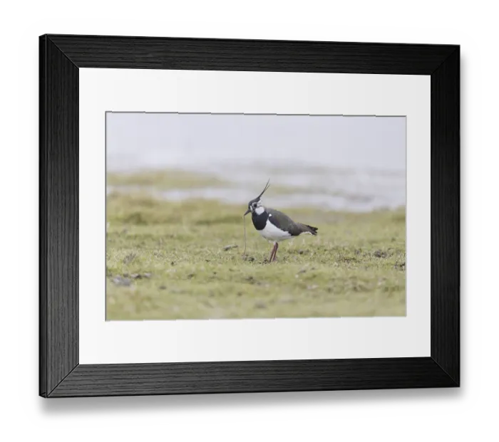 Framed Print : Northern Lapwing (Vanellus vanellus) adult male Framed Print : Northern Lapwing (Vanellus vanellus) adult male