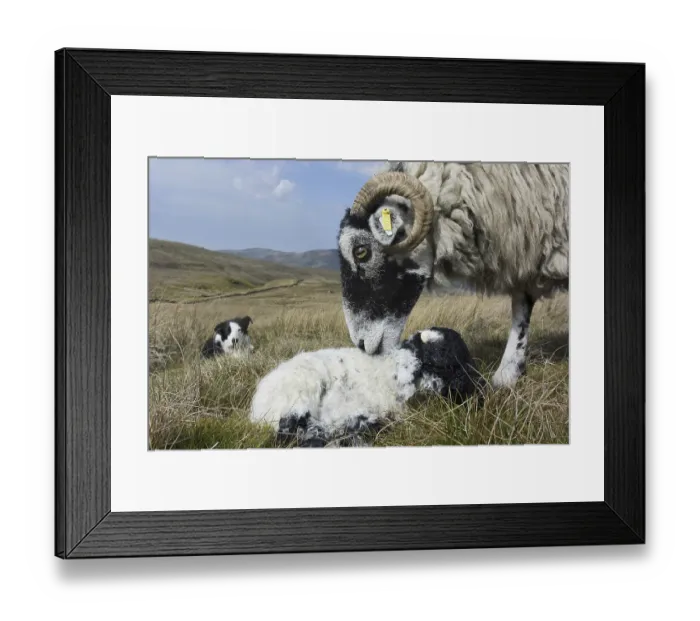 Framed Print : Domestic Sheep, Swaledale, ewe and newborn lamb