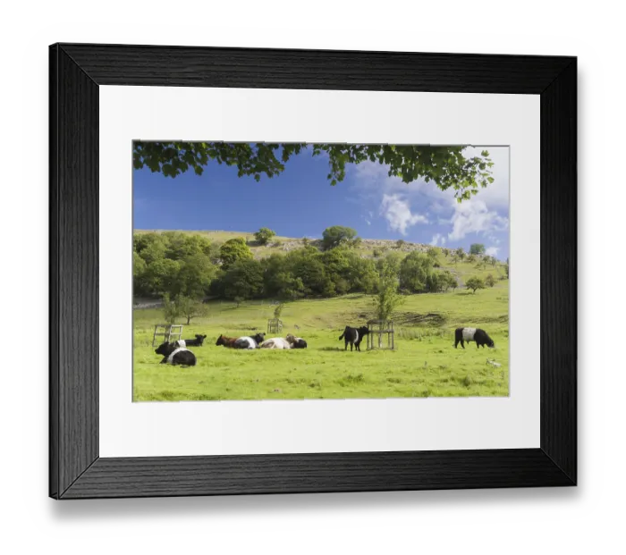Framed Print : Domestic Cattle, Belted Galloway and Galloway herd