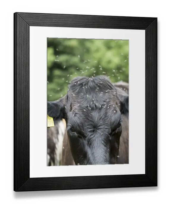 Framed Print : Domestic Cattle, cow, close-up of head