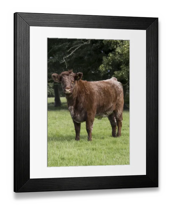Framed Print : Domestic Cattle, Luing, standing in pasture Framed Print : Domestic Cattle, Luing, standing in pasture