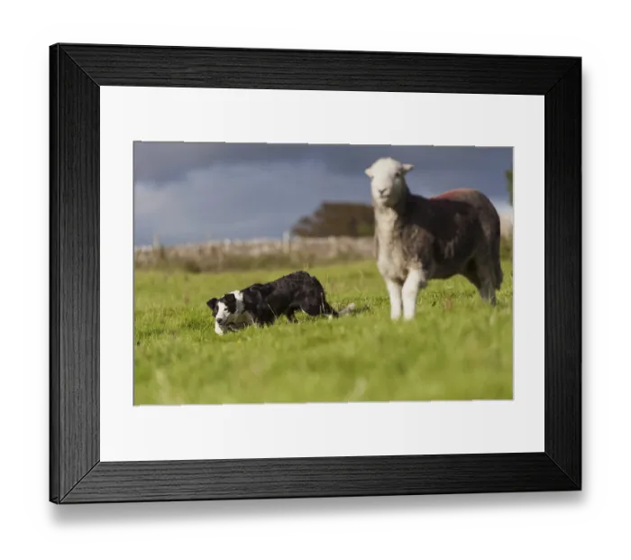 Framed Print : Domestic Dog, Border Collie, working sheepdog Framed Print : Domestic Dog, Border Collie, working sheepdog