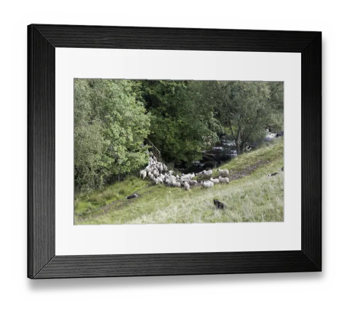 Framed Print : Domestic Dog, Border Collie, working sheepdogs