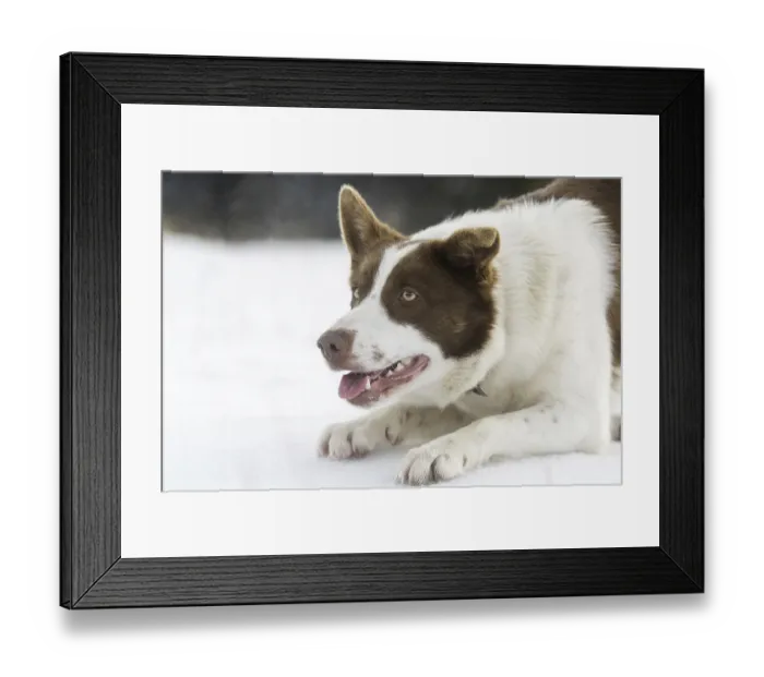 Framed Print : Domestic Dog, Border Collie, working sheepdog Framed Print : Domestic Dog, Border Collie, working sheepdog