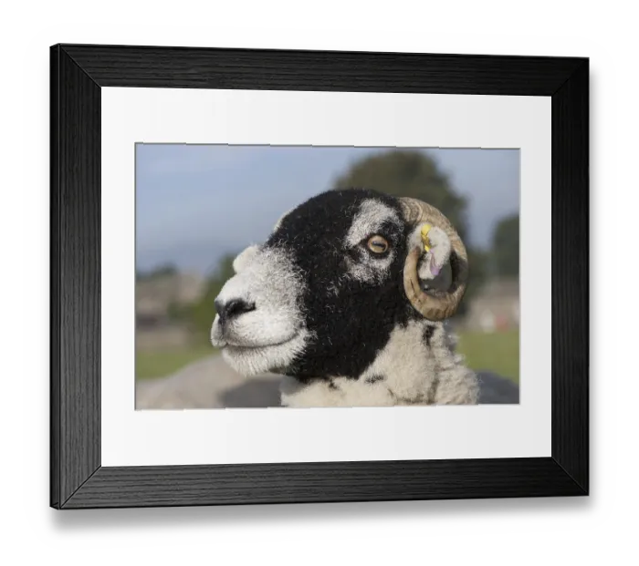 Framed Print : Domestic Sheep, Swaledale ewe, close-up of head