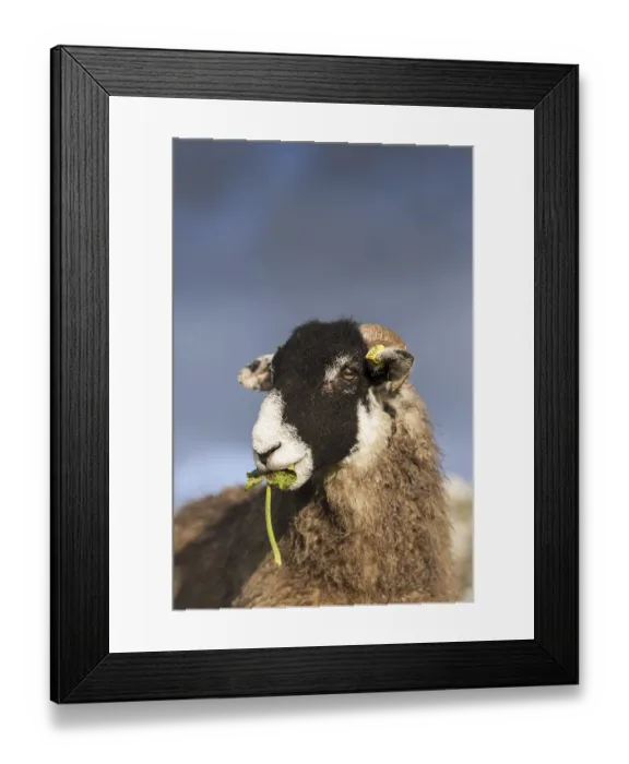 Framed Print : Domestic Sheep, Swaledale, adult