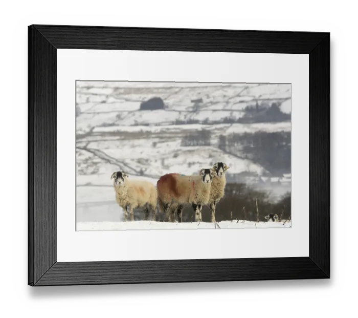 Framed Print : Domestic Sheep, Swaledale ewes