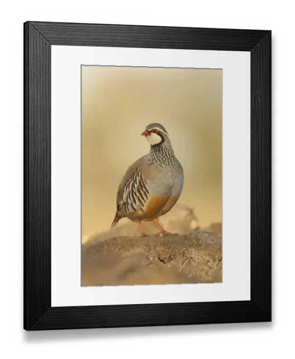 Framed Print : Red-legged Partridge (Alectoris rufa) adult