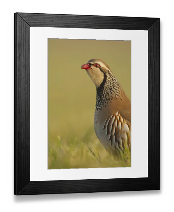 Framed Print : Red-legged Partridge (Alectoris rufa) adult