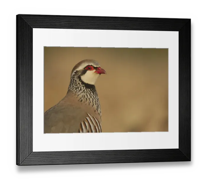 Framed Print : Red-legged Partridge (Alectoris rufa) adult Framed Print : Red-legged Partridge (Alectoris rufa) adult