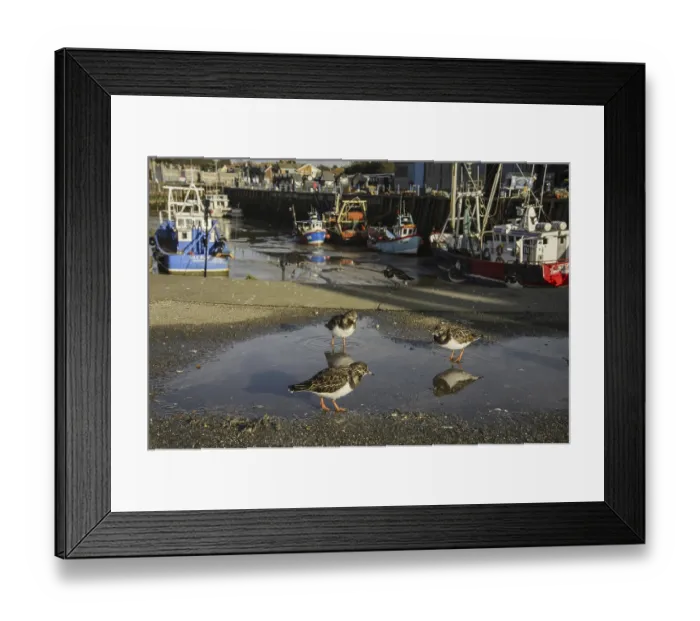 Framed Print : Ruddy Turnstone (Arenaria interpres) adults Framed Print : Ruddy Turnstone (Arenaria interpres) adults