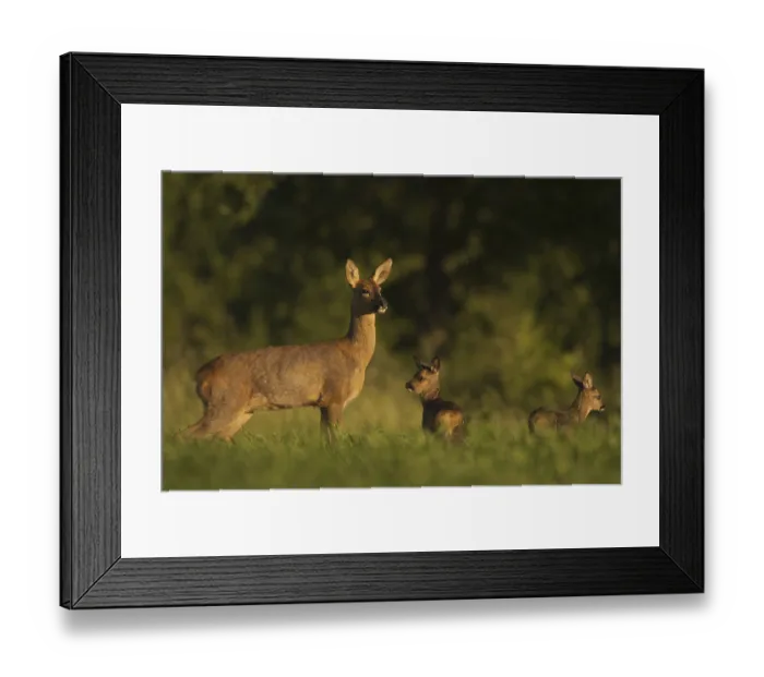 Framed Print : Western Roe Deer (Capreolus capreolus) doe with fawns