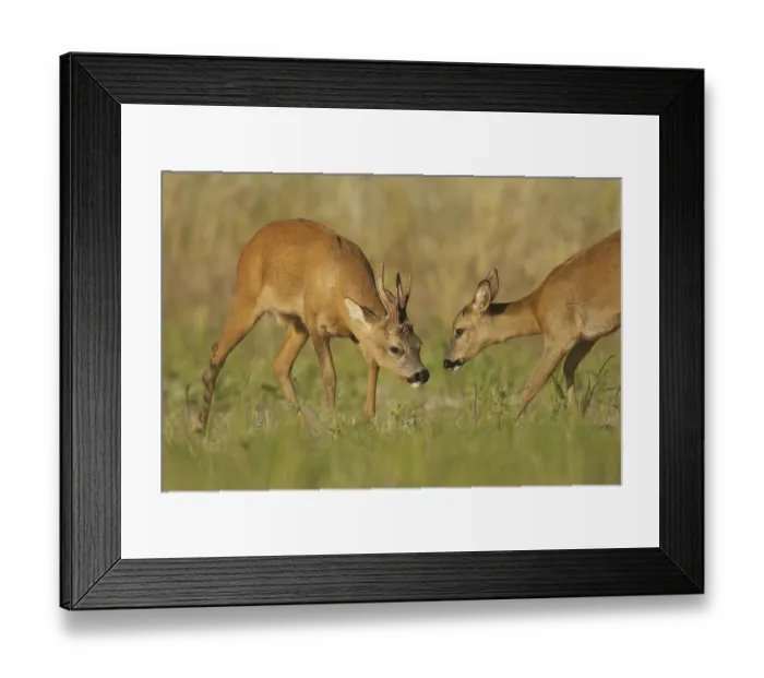Framed Print : Western Roe Deer (Capreolus capreolus) adult pair