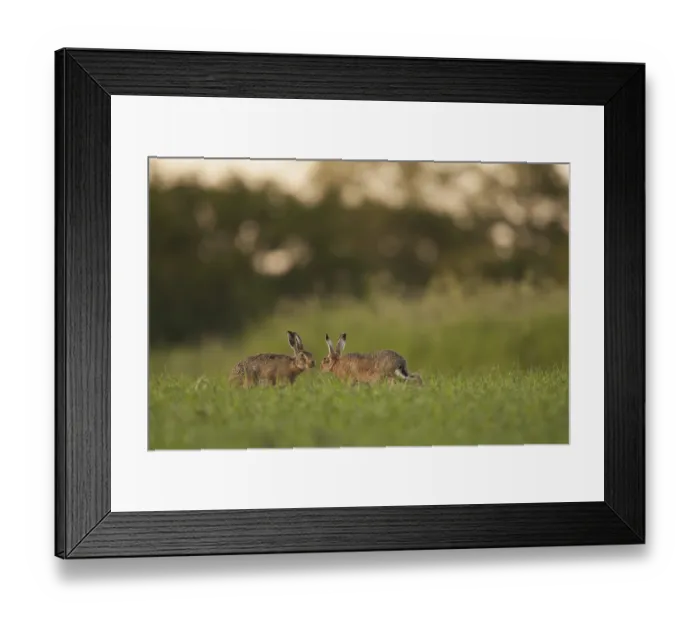 Framed Print : European Hare (Lepus europaeus) adult pair