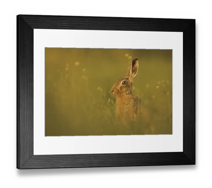 Framed Print : European Hare (Lepus europaeus) adult