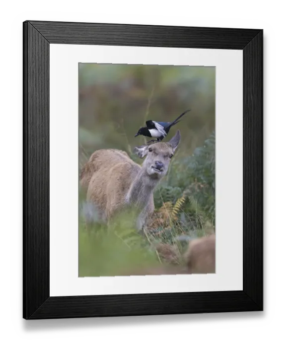 Framed Print : Red Deer (Cervus elaphus) hind Framed Print : Red Deer (Cervus elaphus) hind