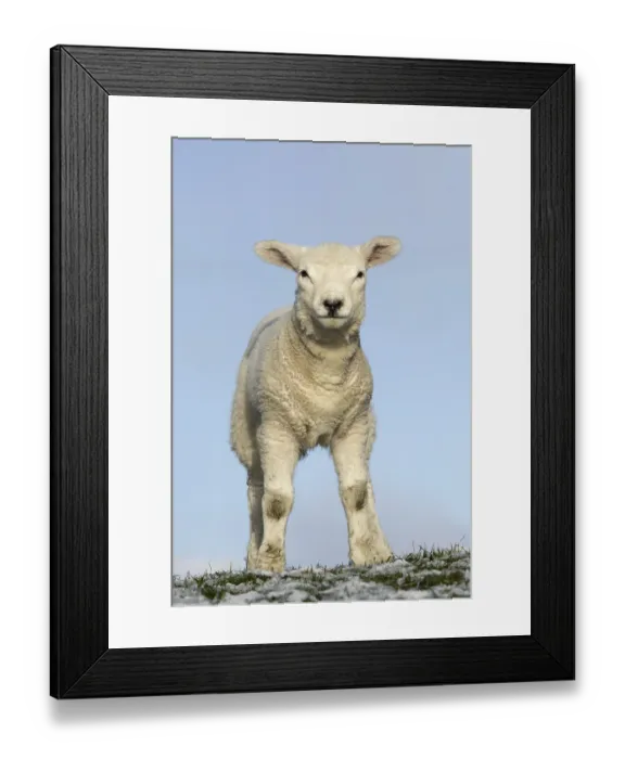 Framed Print : Texel lambs in snow, North Yorkshire, UK