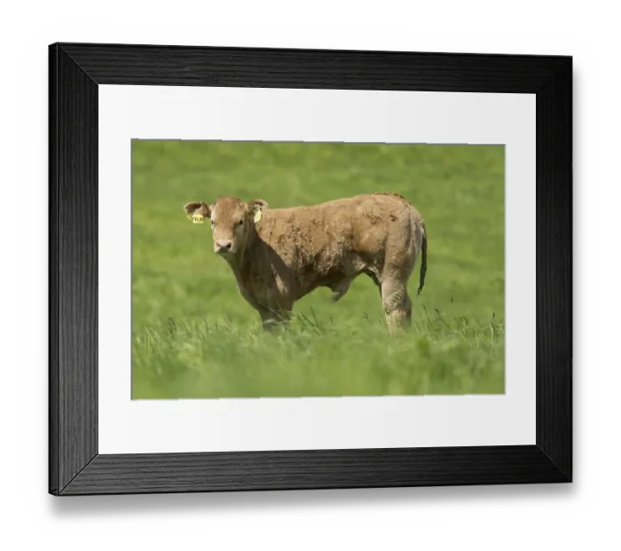 Framed Print : Limousin cows and calves in lush pasture
