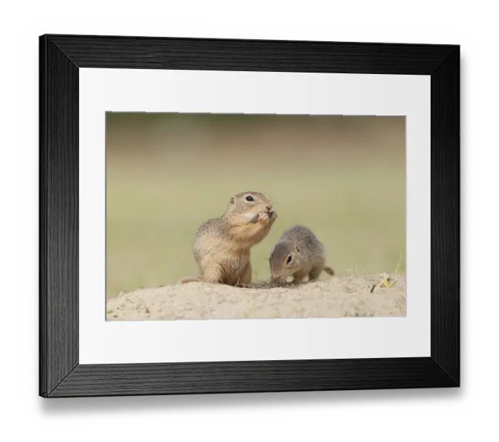 Framed Print : Two European Ground Squirrels or European Sousliks (Spermophilus citellus) Framed Print : Two European Ground Squirrels or European Sousliks (Spermophilus citellus)