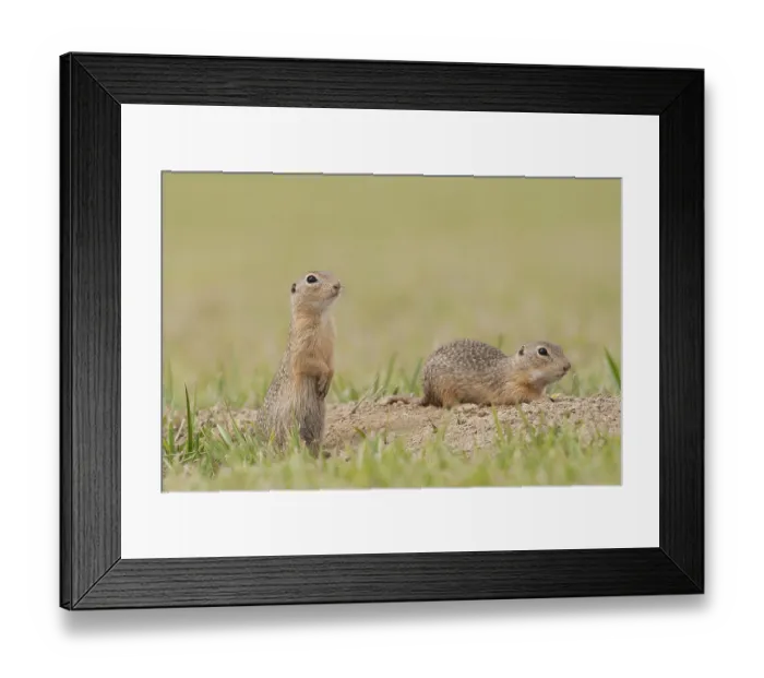 Framed Print : Two European Ground Squirrels or European Sousliks (Spermophilus citellus) outside the burrow Framed Print : Two European Ground Squirrels or European Sousliks (Spermophilus citellus) outside the burrow