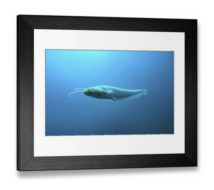 Framed Print : European Catfish, Austria (Silurus glanis)