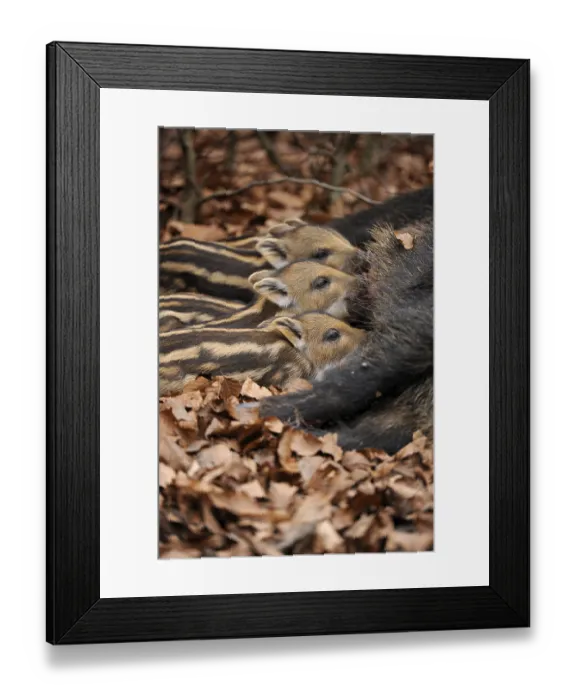 Framed Print : Wild Boars (Sus scrofa), sow suckling piglets