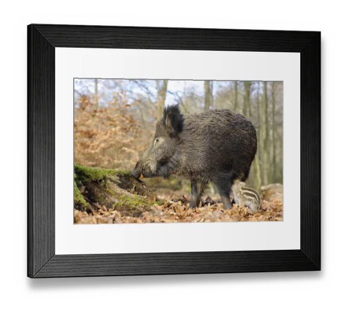 Framed Print : Wild Boars (Sus scrofa), sow with a suckling piglet Framed Print : Wild Boars (Sus scrofa), sow with a suckling piglet