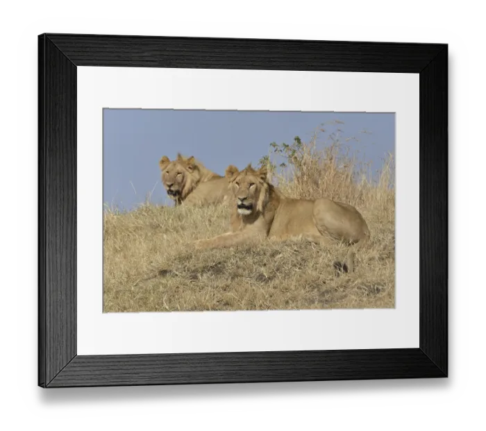 Framed Print : Two young lions (Panthera leo) Framed Print : Two young lions (Panthera leo)