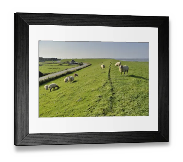 Framed Print : Sheep (Ovis aries) on a dike, Pellworm