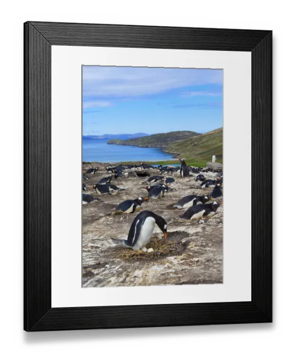 Framed Print : Gentoo penguin (Pygoscelis papua)
