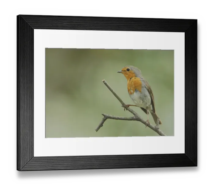 Framed Print : Robin (Erithacus rubecula) in the castle park Framed Print : Robin (Erithacus rubecula) in the castle park