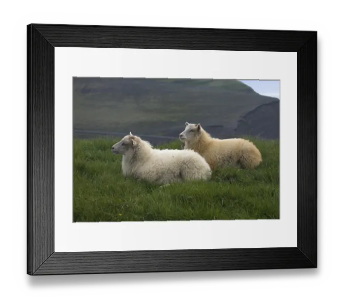 Framed Print : Sheep in Iceland