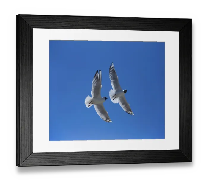 Framed Print : Black-headed Gulls (Larus ridibundus)