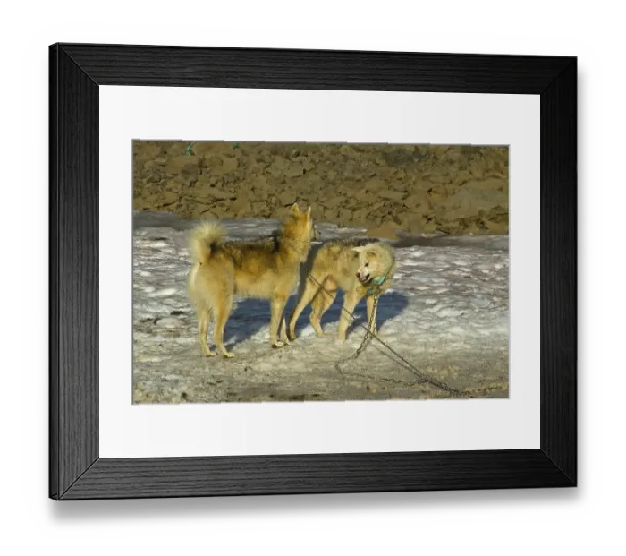 Framed Print : Greenland Dogs, sled dogs bearing teeth