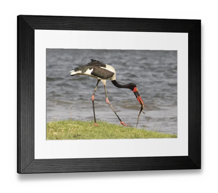 Framed Print : Ein Sattelstorch mit einer Eidechse im Schnabel