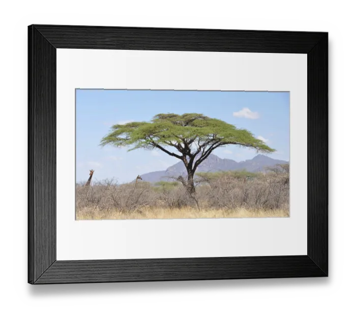 Framed Print : Giraffenhalse ragen aus den Buschen rund um die Baume im Shaba & Samburu Nationalpark