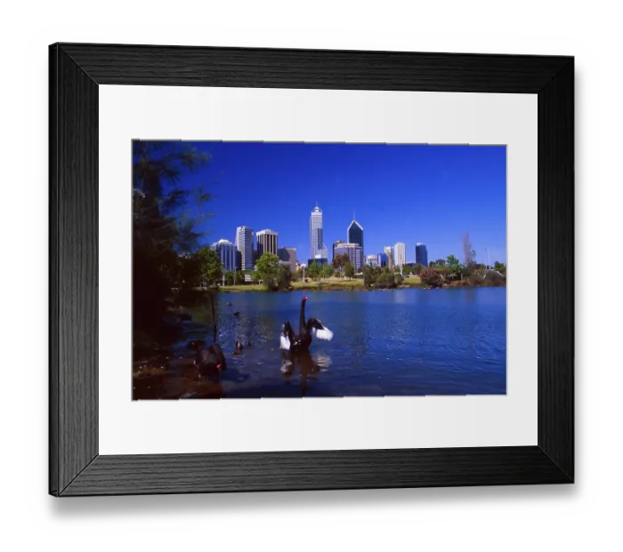 Framed Print : Australia: The skyline of Perth with a black swan