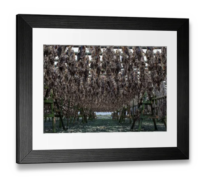 Framed Print : Dried fish, Iceland