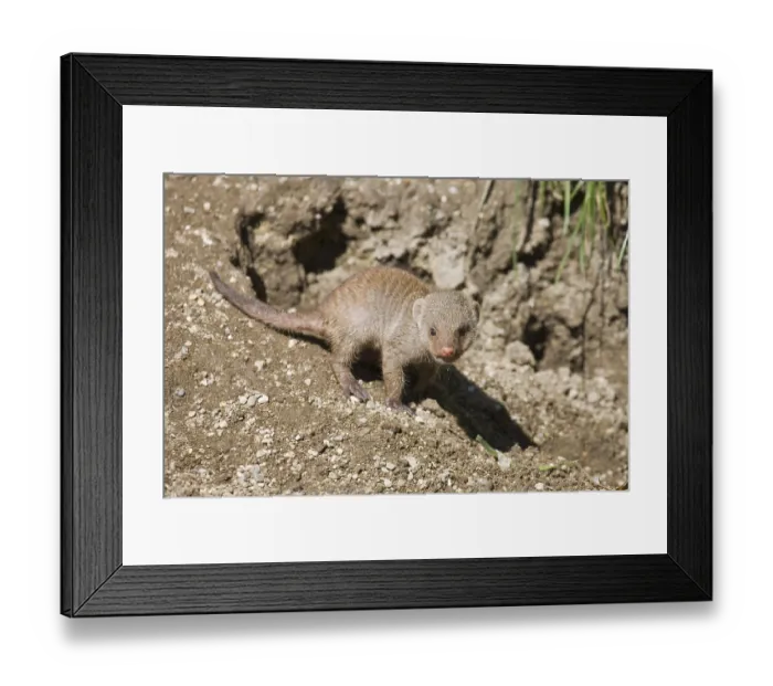 Framed Print : Banded Mongoose (Mungos mungo) at Hellbrunn Zoo