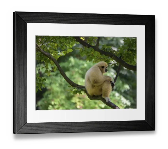 Framed Print : White-handed gibbon (Hylobates lar) Framed Print : White-handed gibbon (Hylobates lar)